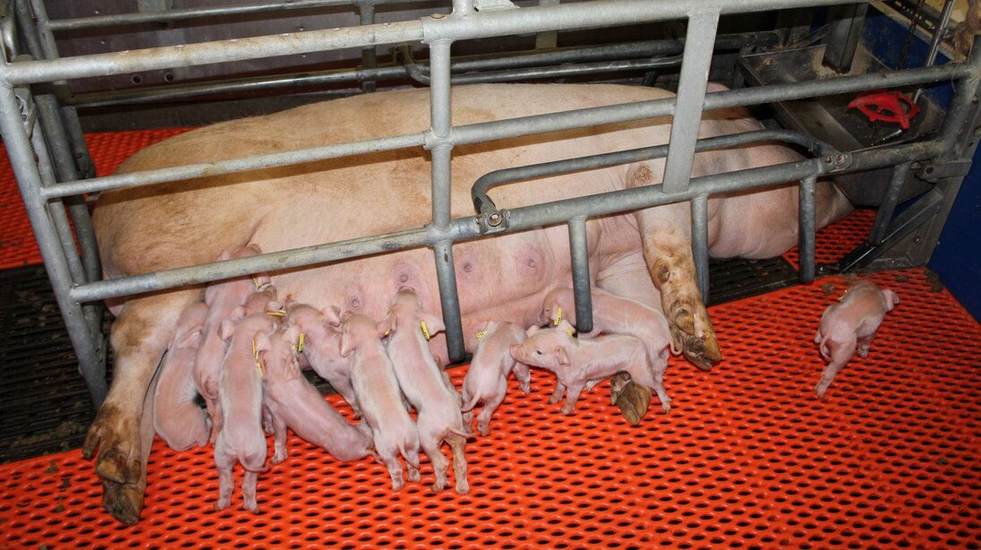 Sau mit Ferkeln in Bewegungsbuchte