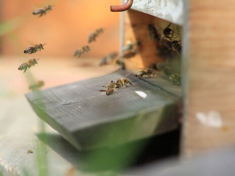 Bienen