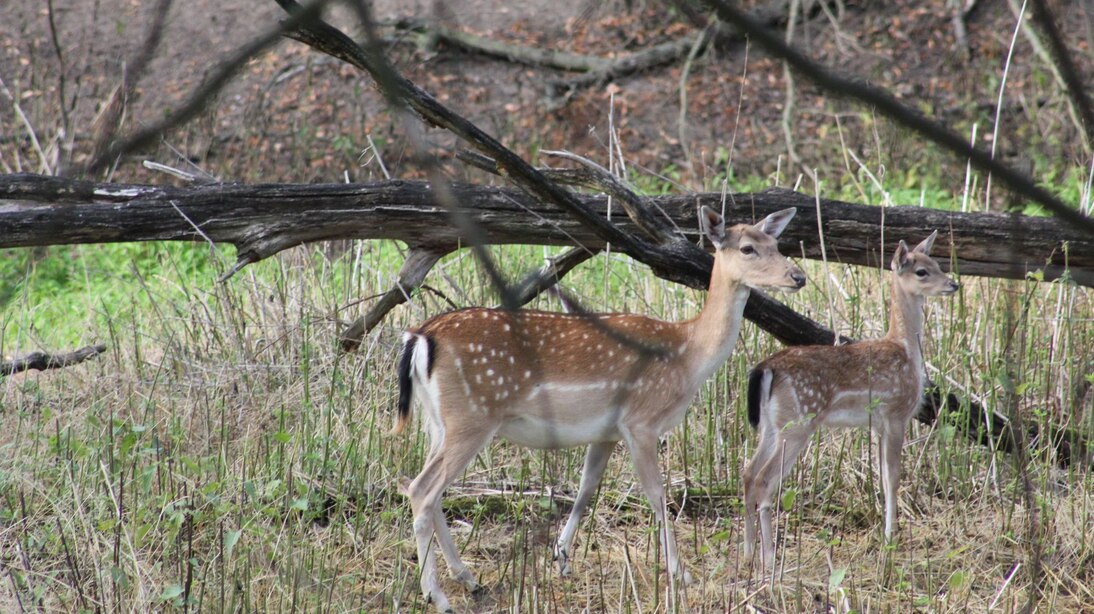 Damwild Alttier mit ihrem Kalb im Altelbarm
