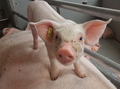 Ferkel