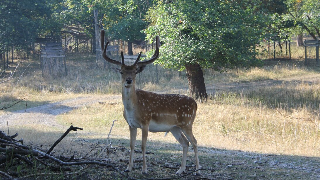 Damwildzuchthirsch im Gehege