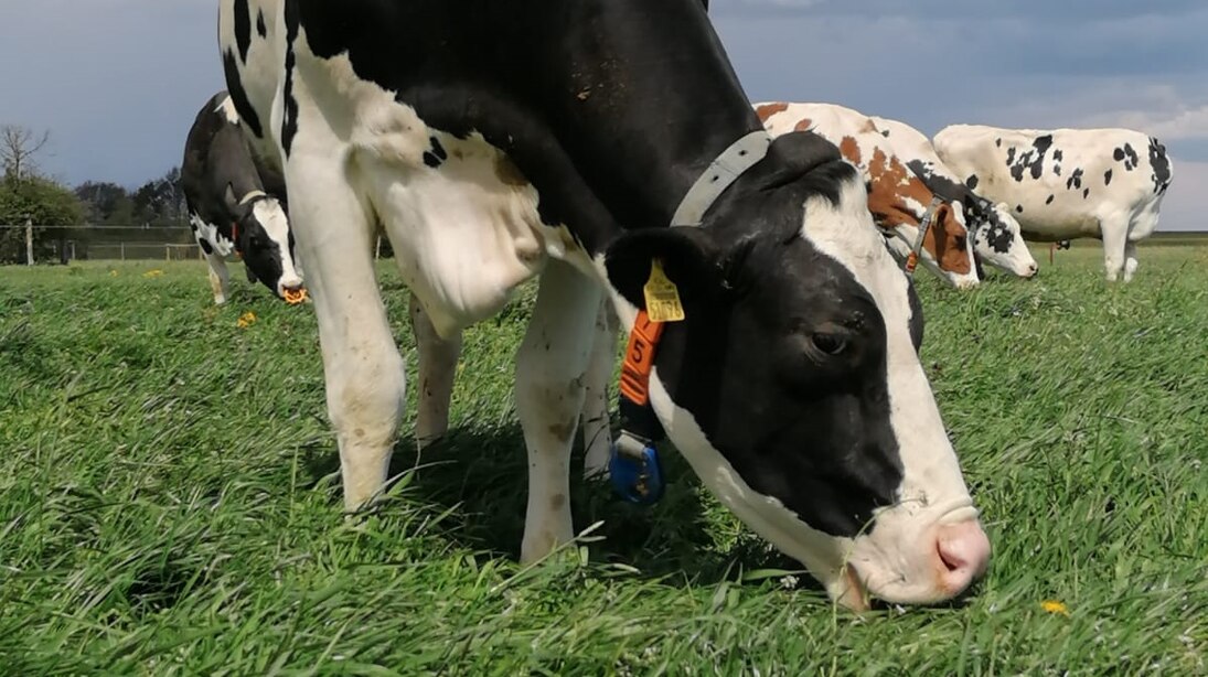 Milchkuhühe auf der Weide