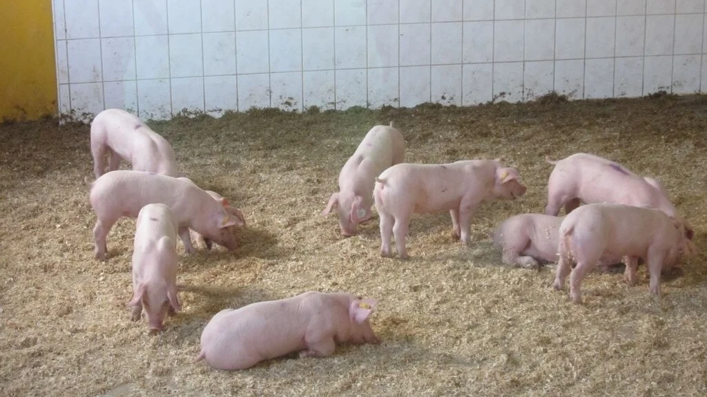 Ferkel im Besucher- / Vorführraum