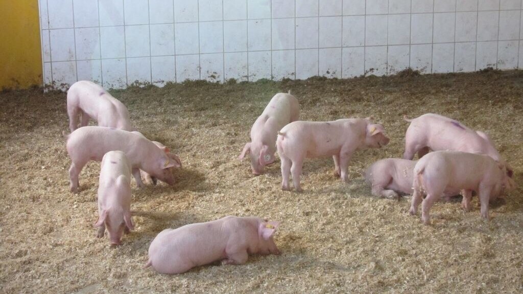 Ferkel im Besucher- / Vorführraum