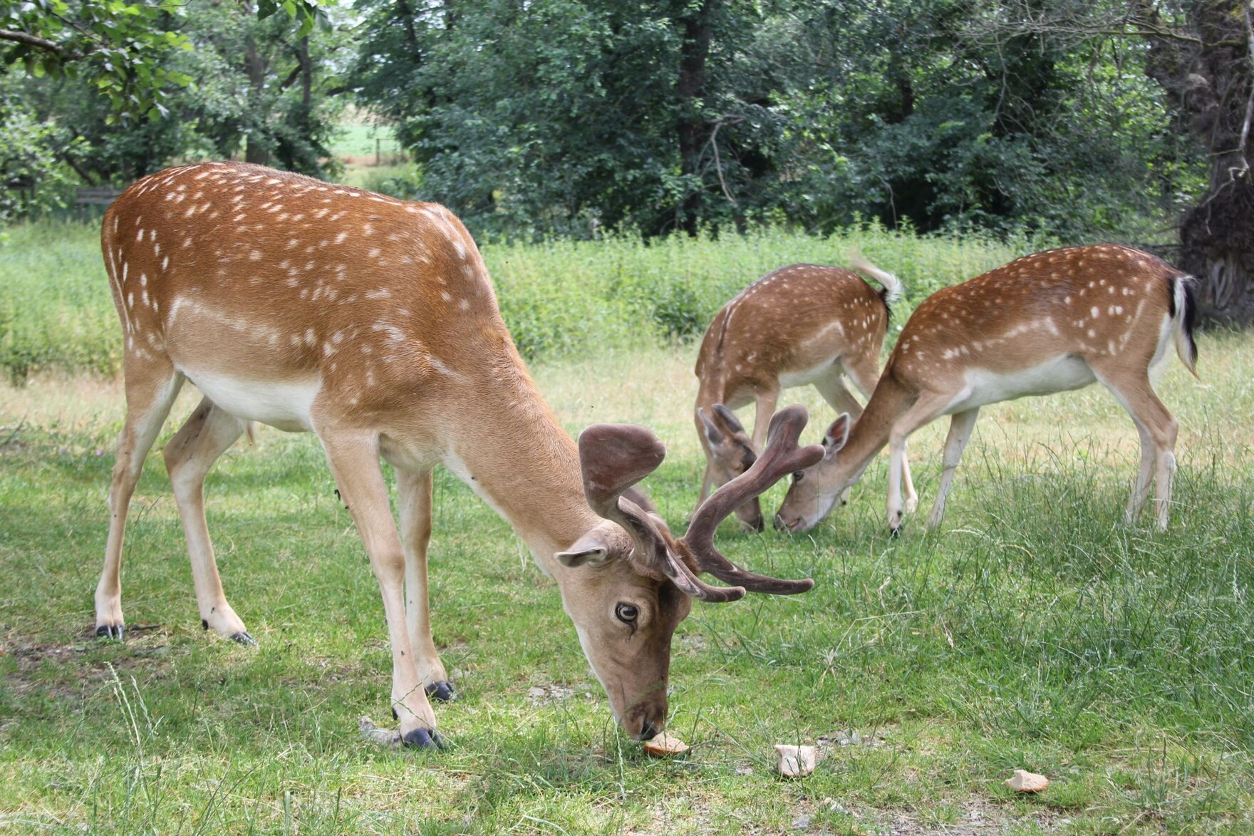 Damwild