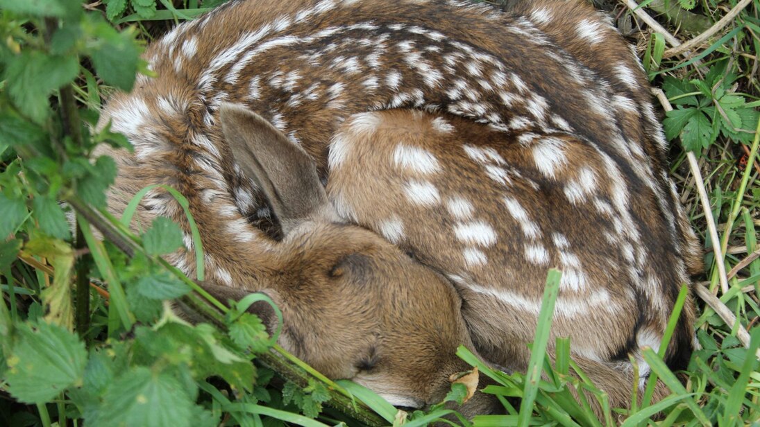 Damwildkalb in seinem Versteck vor Feinden