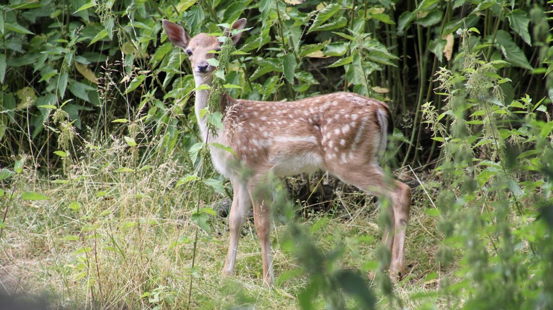 Aufmerksames Damwildkalb