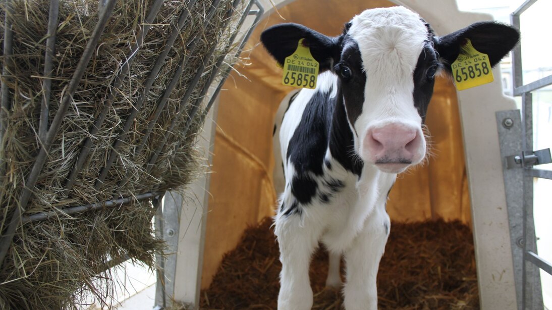 Holstein Friesian Kalb