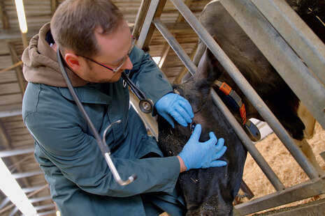 Tierarzt untersucht das Auge einer Kuh.