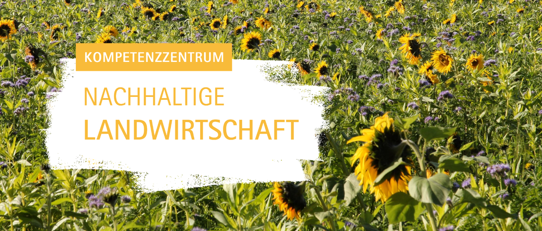 Blühstreifen mit Sonnenblumen