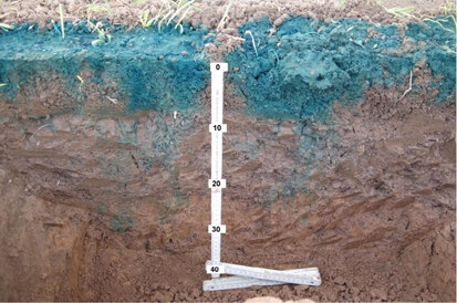 Bild 1: Wasserfluss (Brillant Blau Fließmuster) im konservierend bearbeiteten Boden