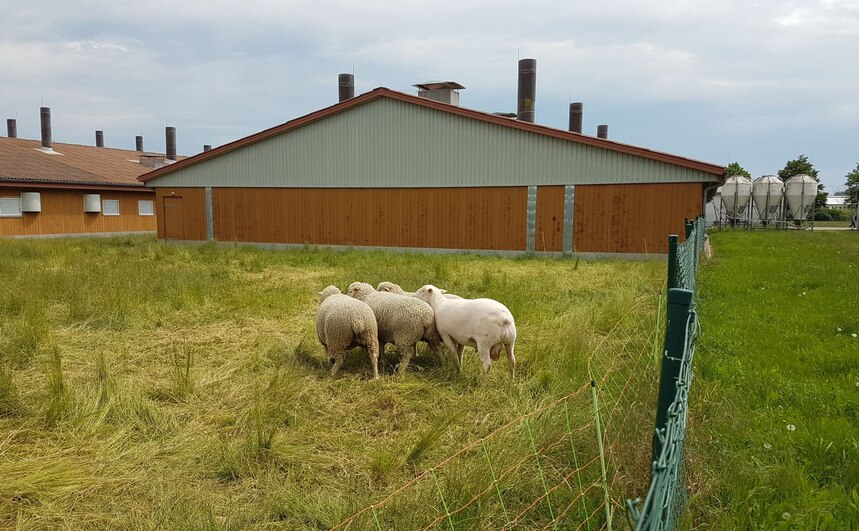 Bockzugang in der Testanpaarung