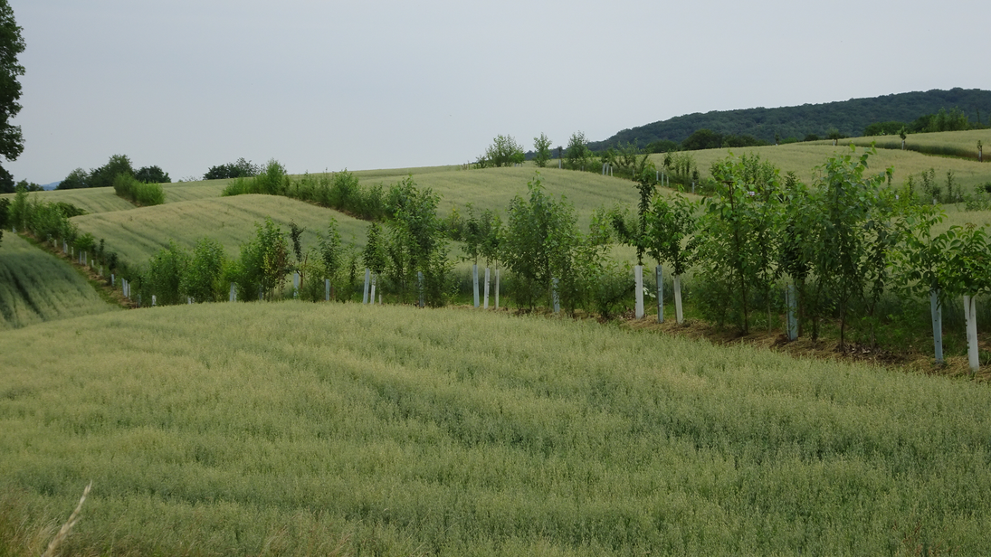 silvoarables_System_Gladbacherhof