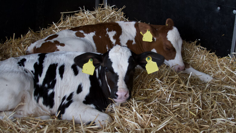 Zwei Kälber in einer Box