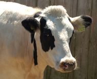 EU-Milchmengenreduktionsprogramm SMUL/Matthias L&ouml;wig