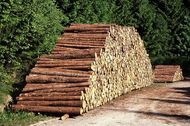 Hinweise für Waldbesitzer zur Lagerung von Rundholz auf landwirtschaftlichen Flächen Hinweise f&uuml;r Waldbesitzer zur Lagerung von Rundholz auf landwirtschaftlichen Fl&auml;chen